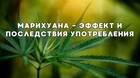 Марихуана (THC): воздействие, признаки и опасные последствия как определить употребление